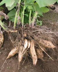 Roots of Yacón