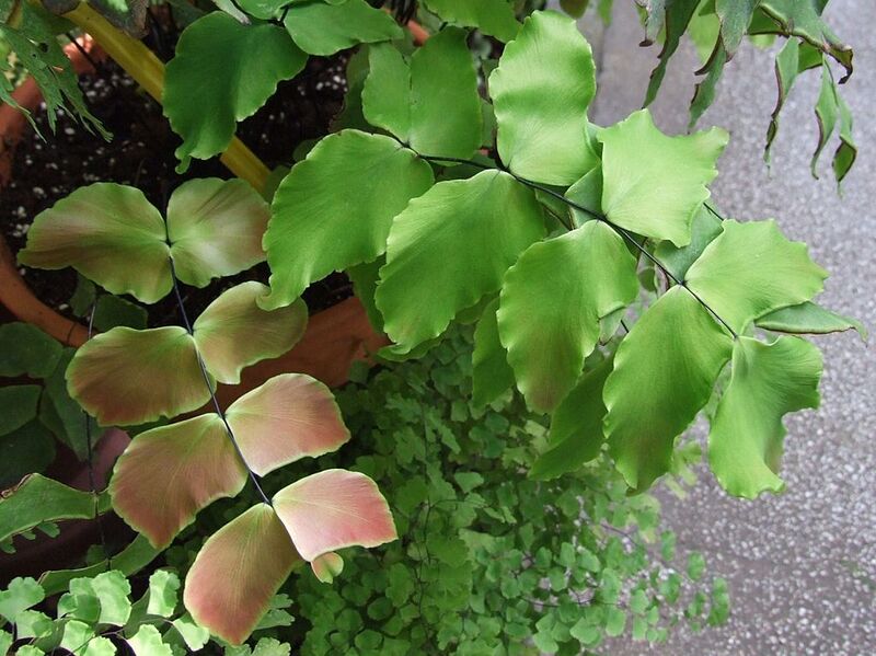 File:1024px-Adiantum macrophyllum a1.jpg
