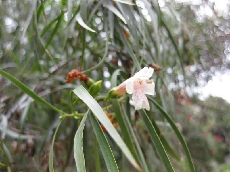 File:1024px-IMG 4856 hunt0904.jpg