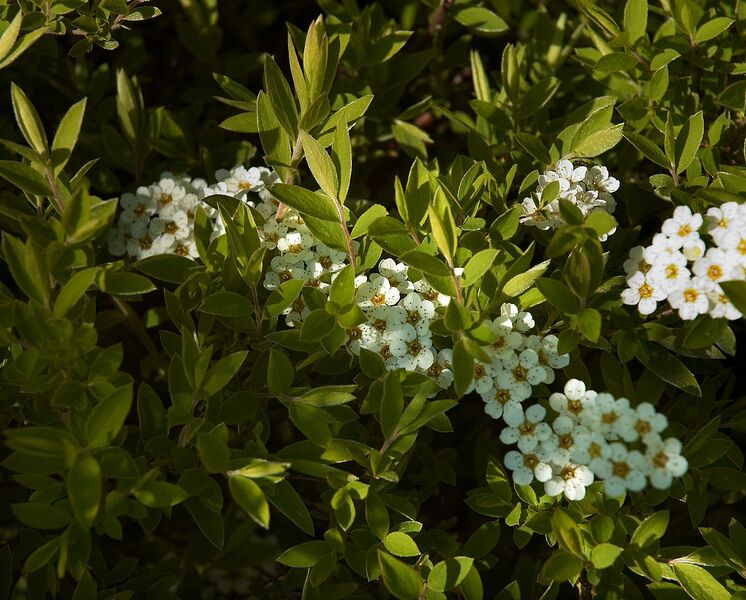 File:1274px-Spiraea cinerea C.jpg