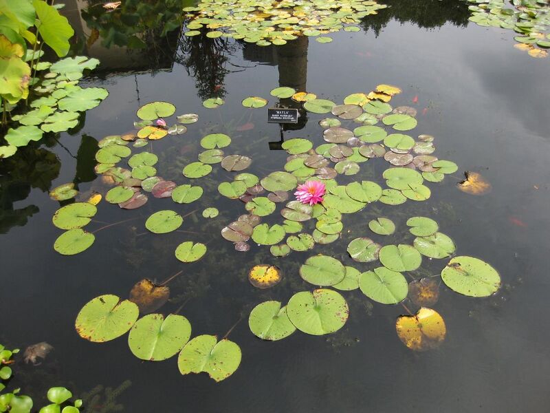 File:1280px-IMG 0770 bbg09.jpg