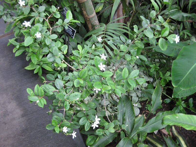 File:1280px-IMG 1193 bbg09.jpg