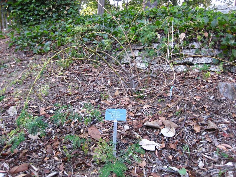 File:1280px-IMG 2601 ucla09.jpg