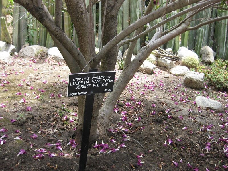 File:1280px-IMG 7451 hunt09jun.jpg