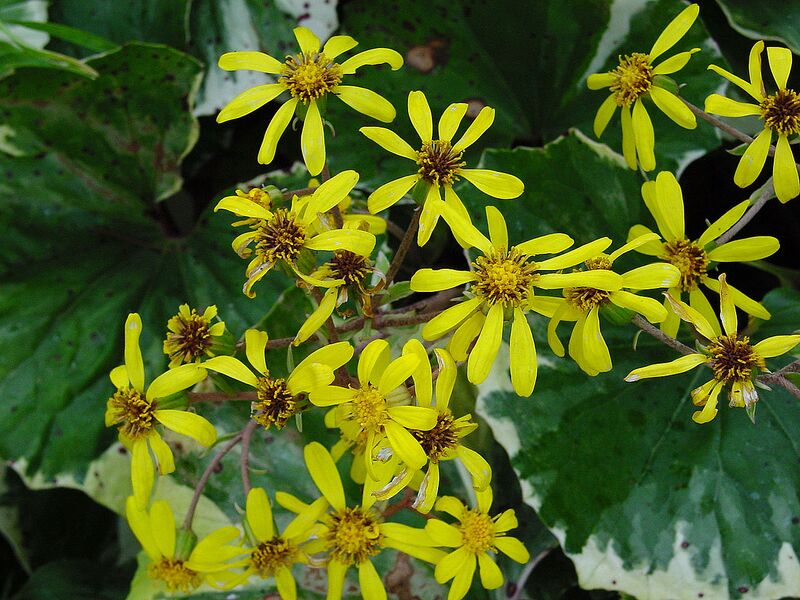 File:1280px-Ligularia tussilaginea C.jpg