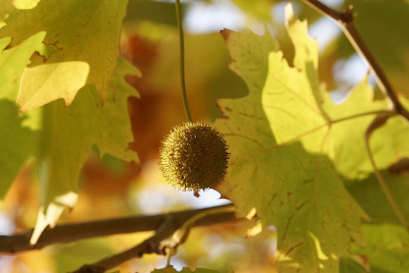 File:1280px-London plane flower.jpg