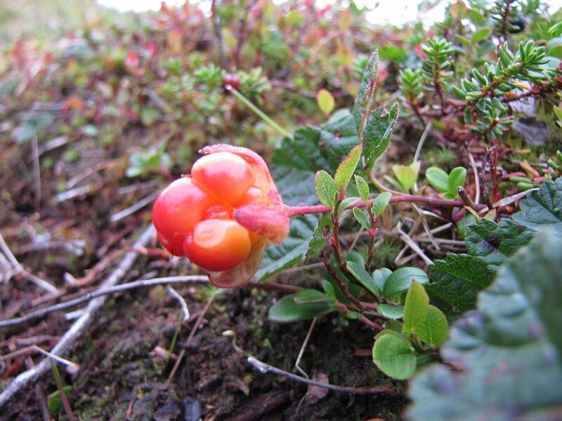 File:1280px-Rubus chamaemorus.jpg
