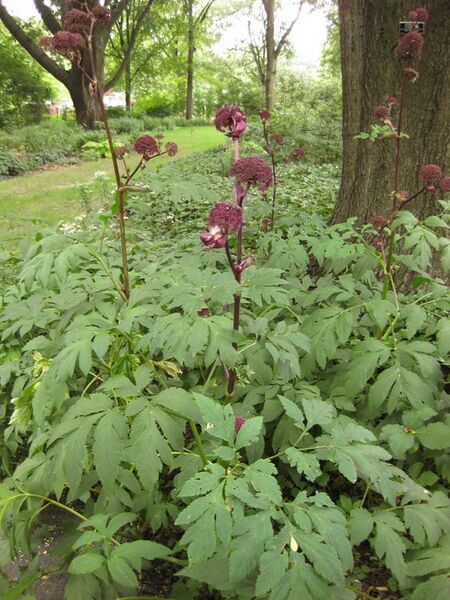 File:576px-IMG 1449 bbg09.jpg