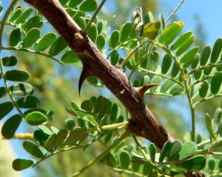 File:965px-Acacia greggii thorns.jpg