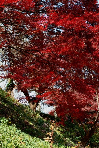 File:Acer palmatum flared up.jpg