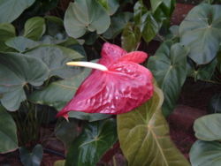 Flamingo Lily (Anthurium andraeanum) - flower
