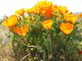 California Poppy.
