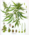 Thumbnail for version as of 04:51, 9 May 2007