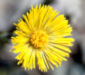 Close-up of an inflorescence