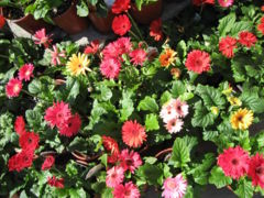 Gerbera plants at the nursery