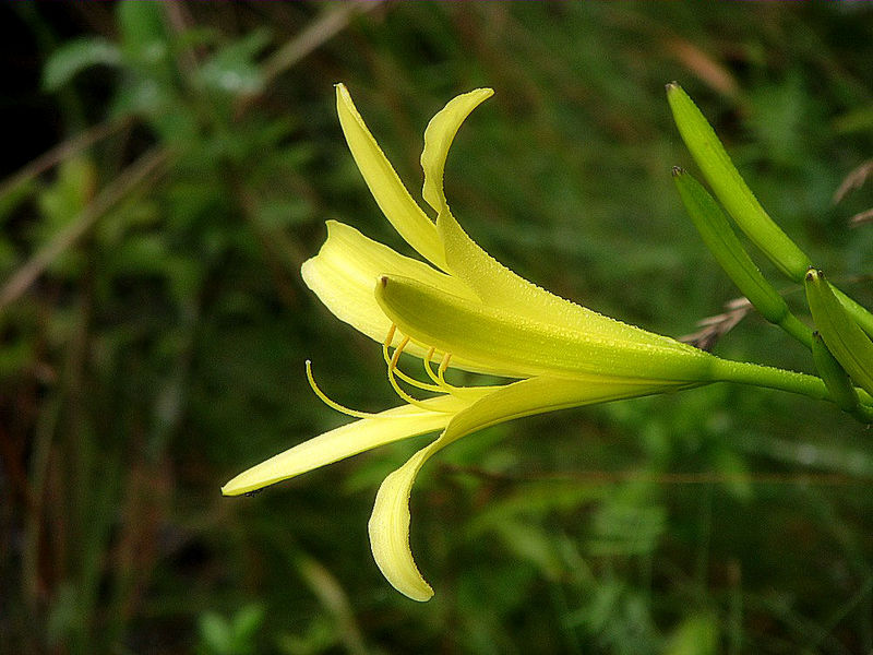 File:H. citrina.jpg