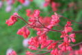 Heuchera x brizoides