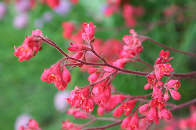 File:Heuchera 1.jpg