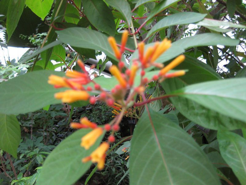 File:IMG 0957 bbg09.jpg
