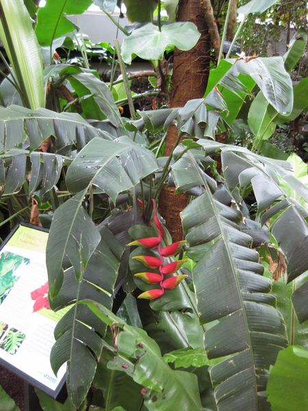 File:IMG 1060 bbg09.jpg