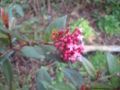 Rondeletia