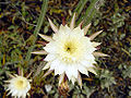 Thumbnail for version as of 09:49, 29 April 2025