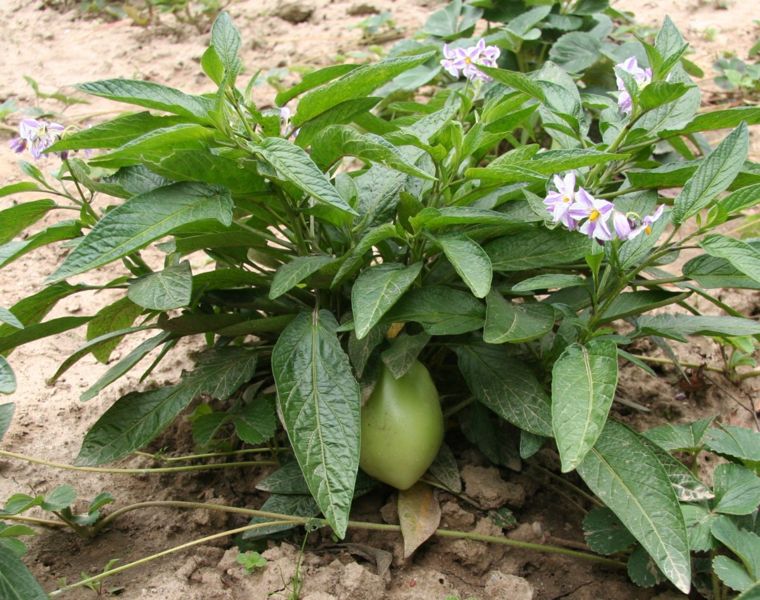 File:Solanum muricatum Flower and Fruit.jpg