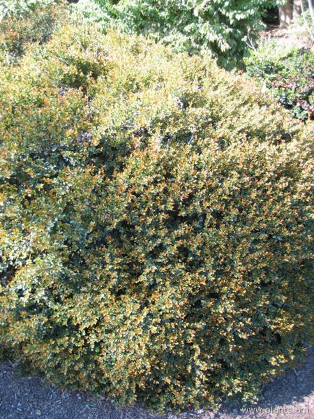 File:Syzygium paniculatum-IMG 0968 hunt07.jpg