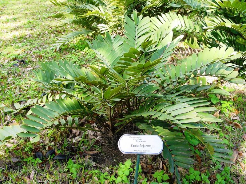 File:Zamia furfuracea03.jpg