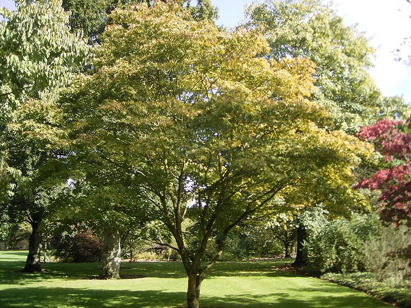File:1024px-Acer palmatum 'osakazuki' 01-10-2005 14.11.46.JPG