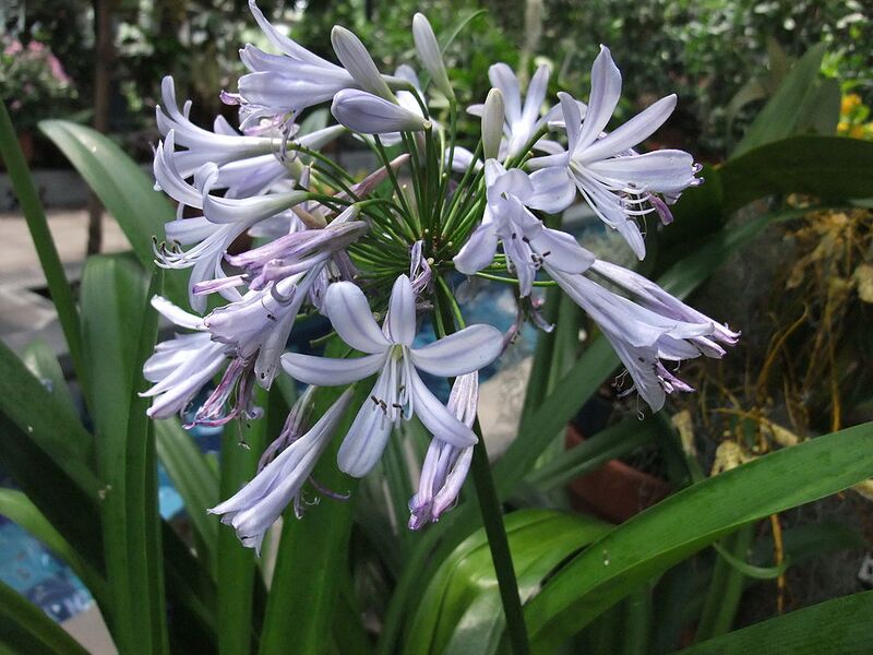 File:1024px-AgapanthusPraecoxOrientalis.jpg