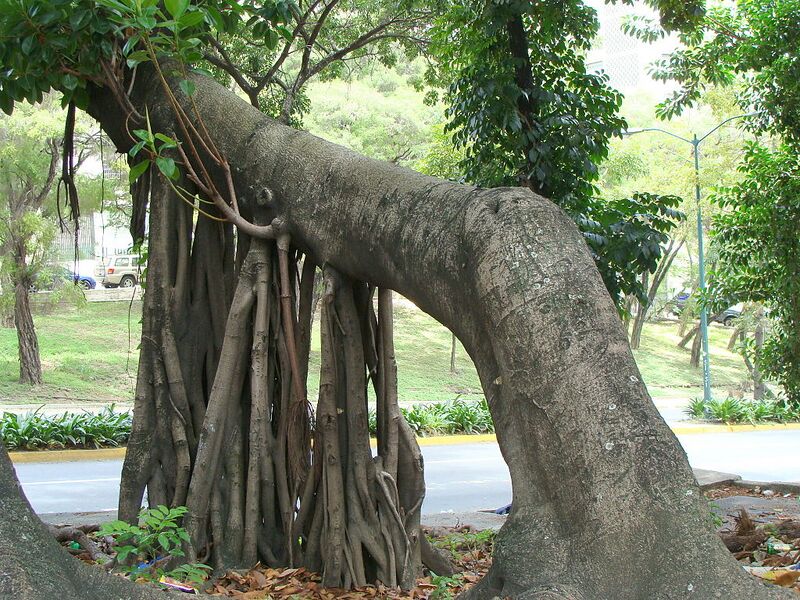File:1024px-Baniano 1.jpg