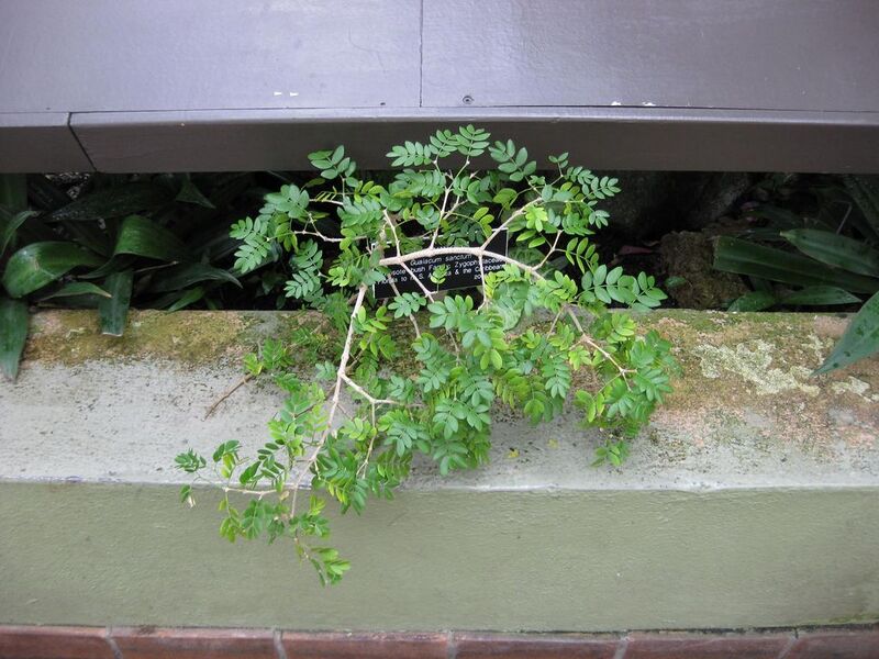 File:1024px-IMG 0946 bbg09.jpg