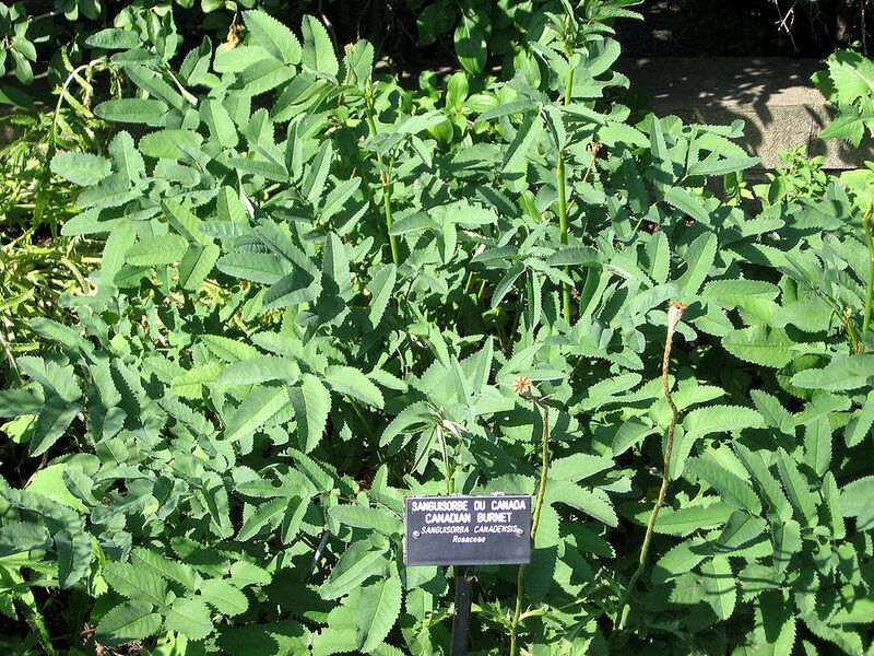 File:1024px-Sanguisorba canadensis - JBM.jpg