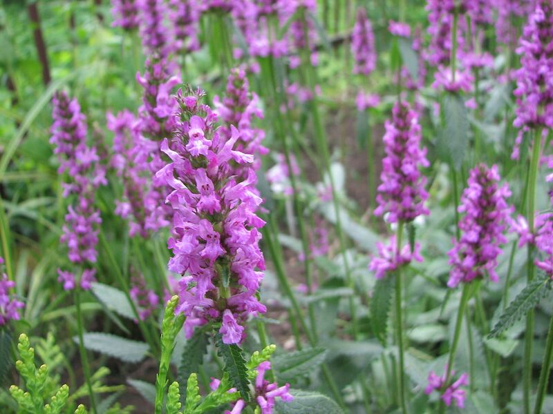 File:1280px-Betonica Officinalis.jpg