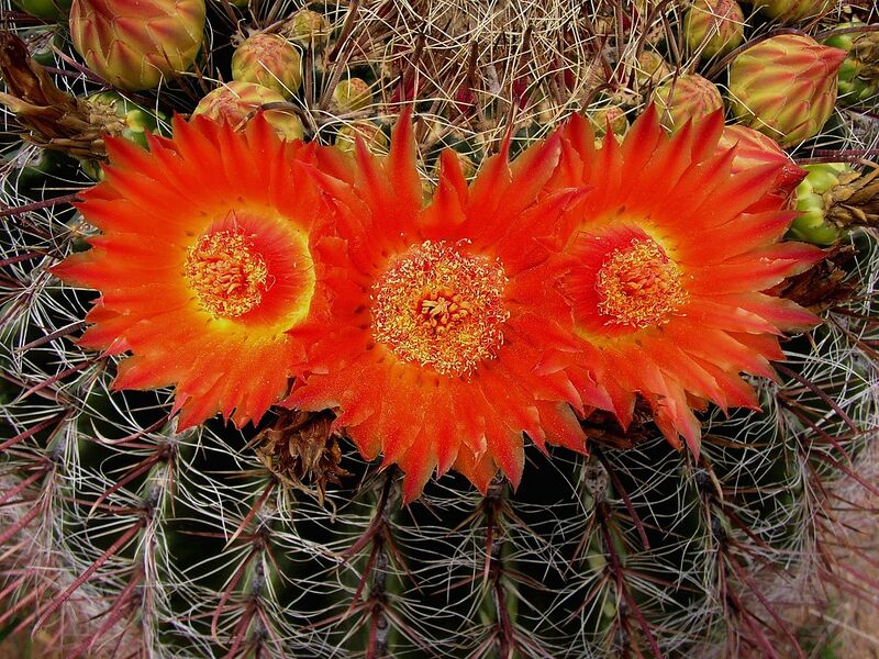File:1280px-Ferocactus wislizeni338980330.jpg
