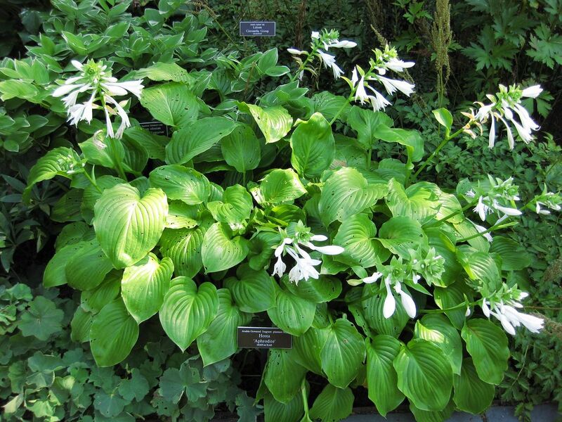 File:1280px-IMG 0176 nybg09.jpg