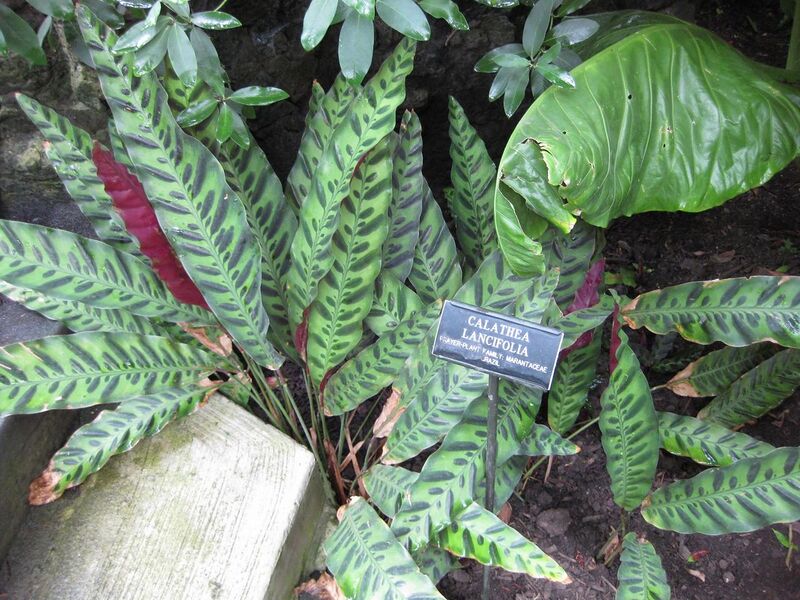 File:1280px-IMG 1066 bbg09.jpg