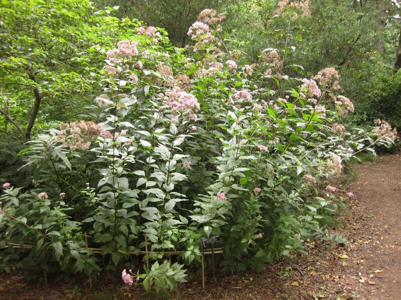 File:1280px-IMG 1435 bbg09.jpg