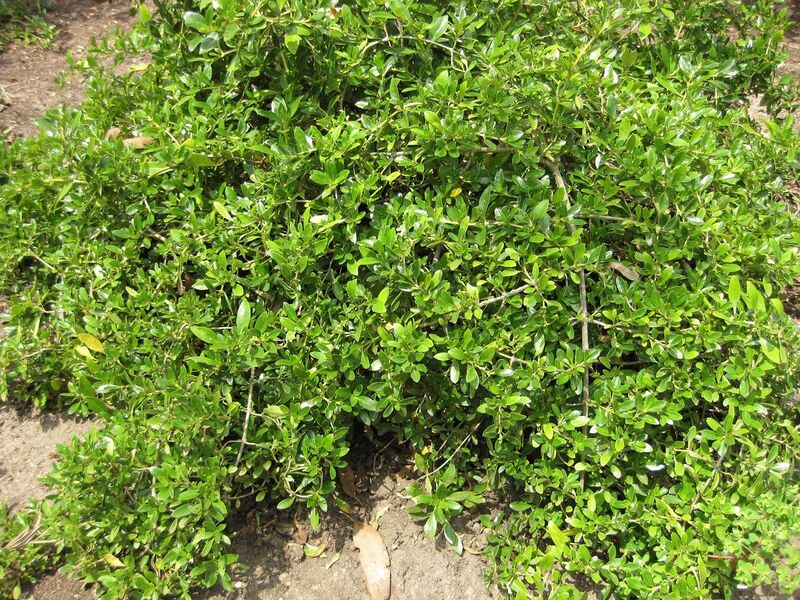 File:1280px-IMG 4487 hunt0904.jpg