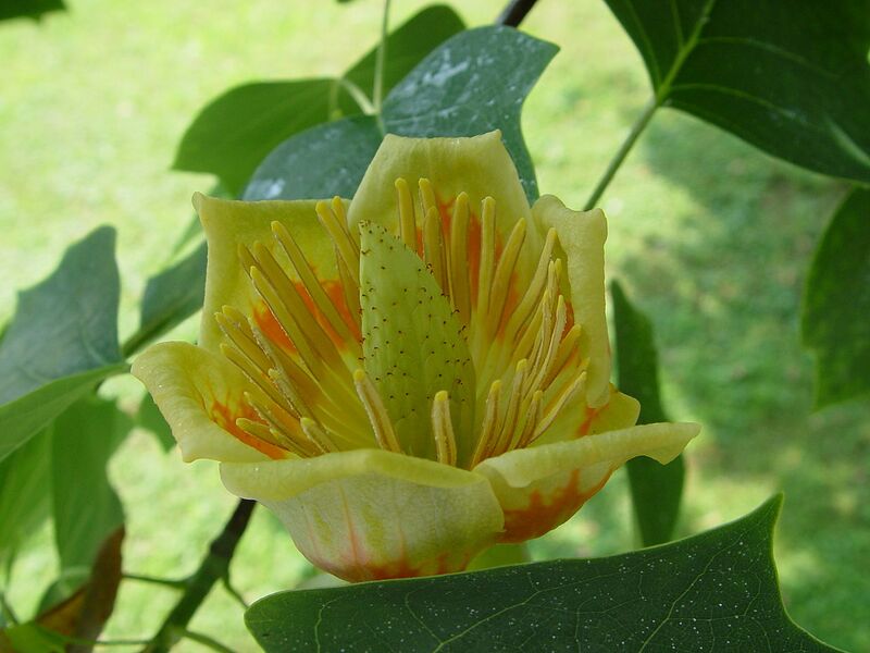 File:1280px-Liriodendron tulipifera flower.jpg