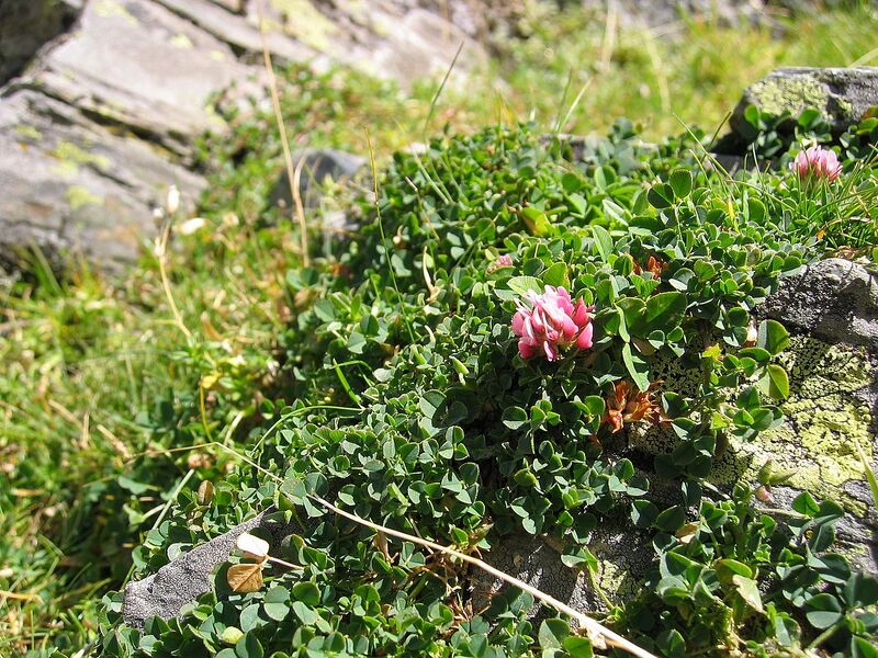 File:1280px-Trifolium thalii.jpg