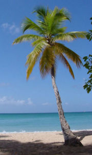Coconut Palm Tree
