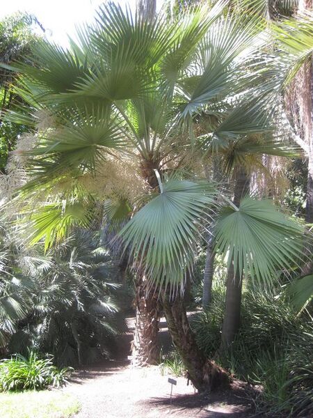 File:576px-IMG 2068 hunt0903.jpg