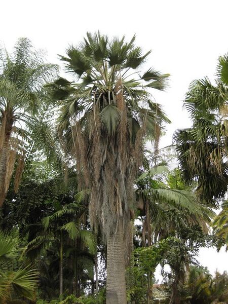 File:576px-IMG 3899 hunt0904.jpg