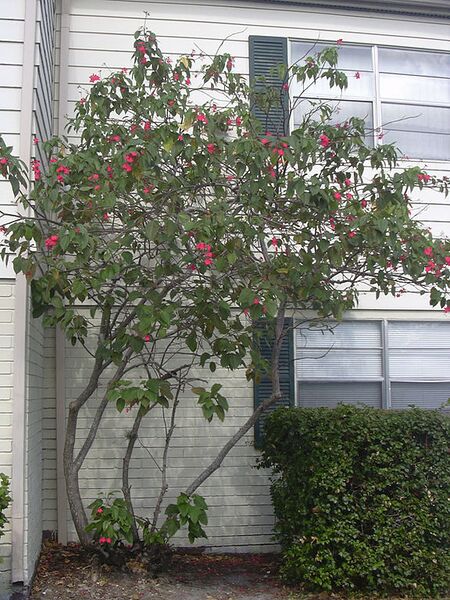 File:576px-Starr 031108-0142 Jatropha integerrima.jpg