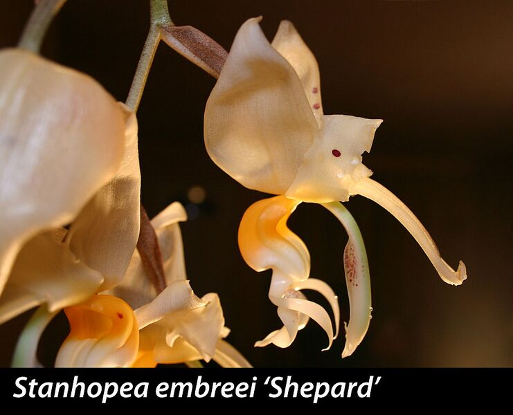 File:949px-Stan embreei flwr.jpg