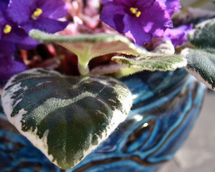 File:African violet (9)-1731.jpg