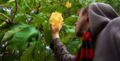 Man holding a Brugmansia flower