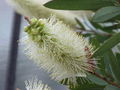 Thumbnail for version as of 08:57, 25 November 2007